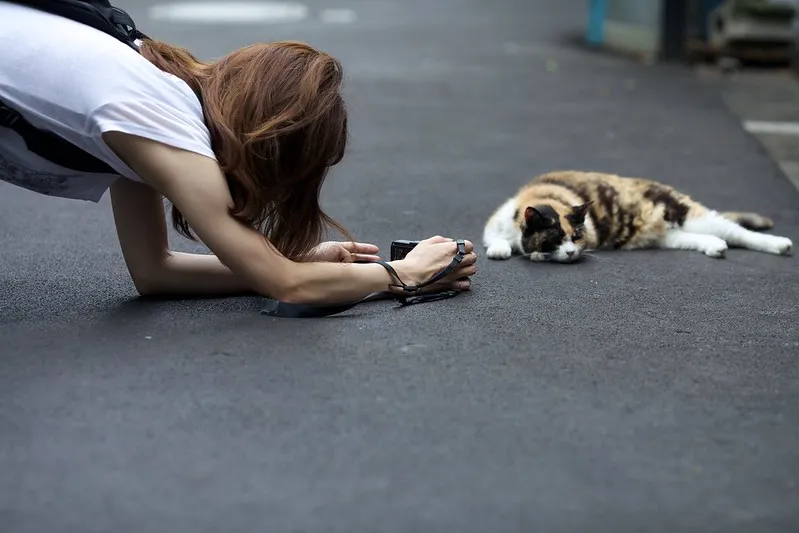 道に寝そべる三毛猫を、地面に伏せてカメラで撮っている人